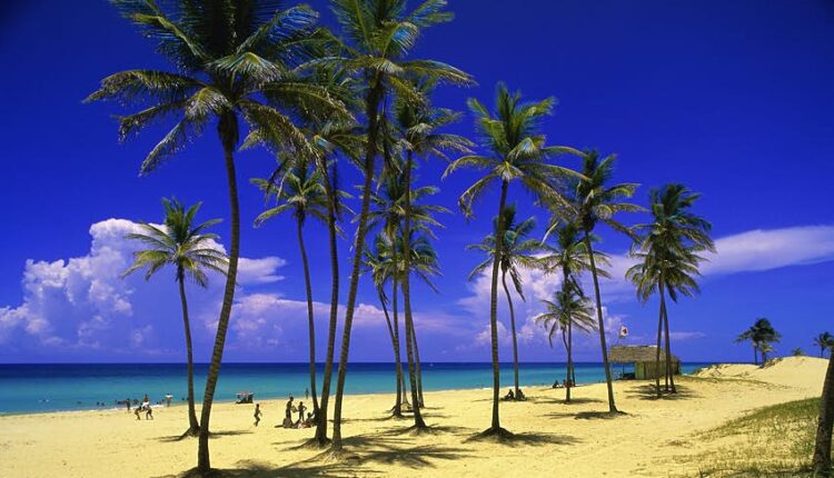 Las palmeras de Playas del Este en La Habana 